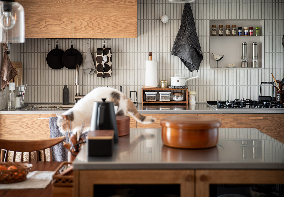 IWAKURA STUDIOには猫がいます。